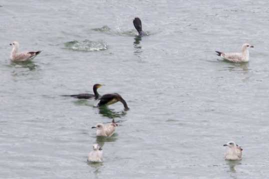 03 December 2021 - 13-17-02

----------------
A gulp of cormorants (seriously)